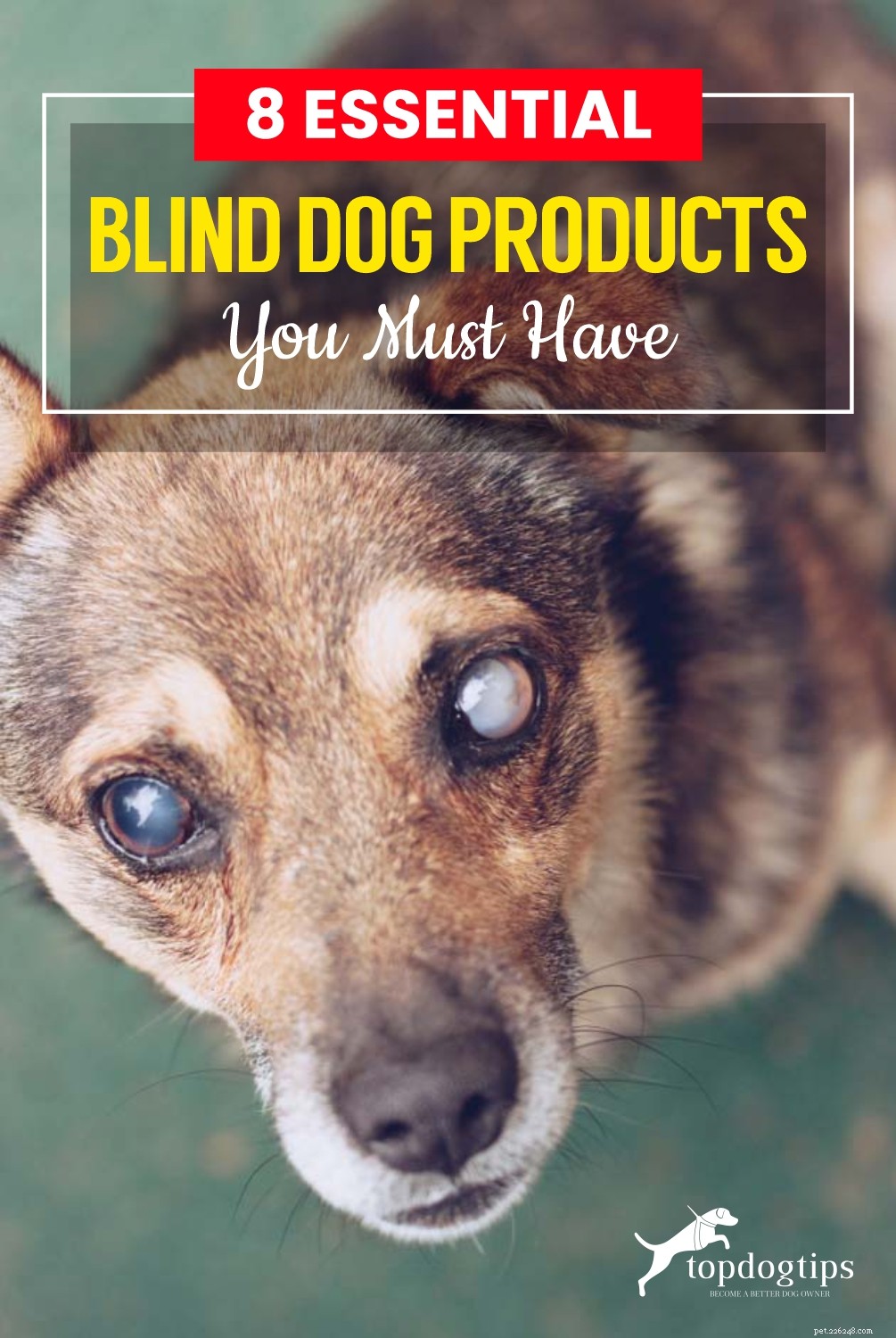 8 produtos essenciais para cães cegos que você deve ter