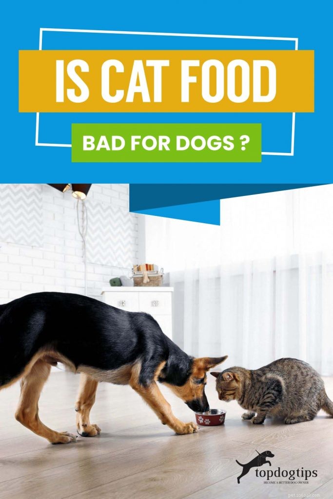 A comida de gato é ruim para cães?