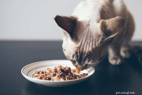 Il cibo per gatti fa male ai cani?