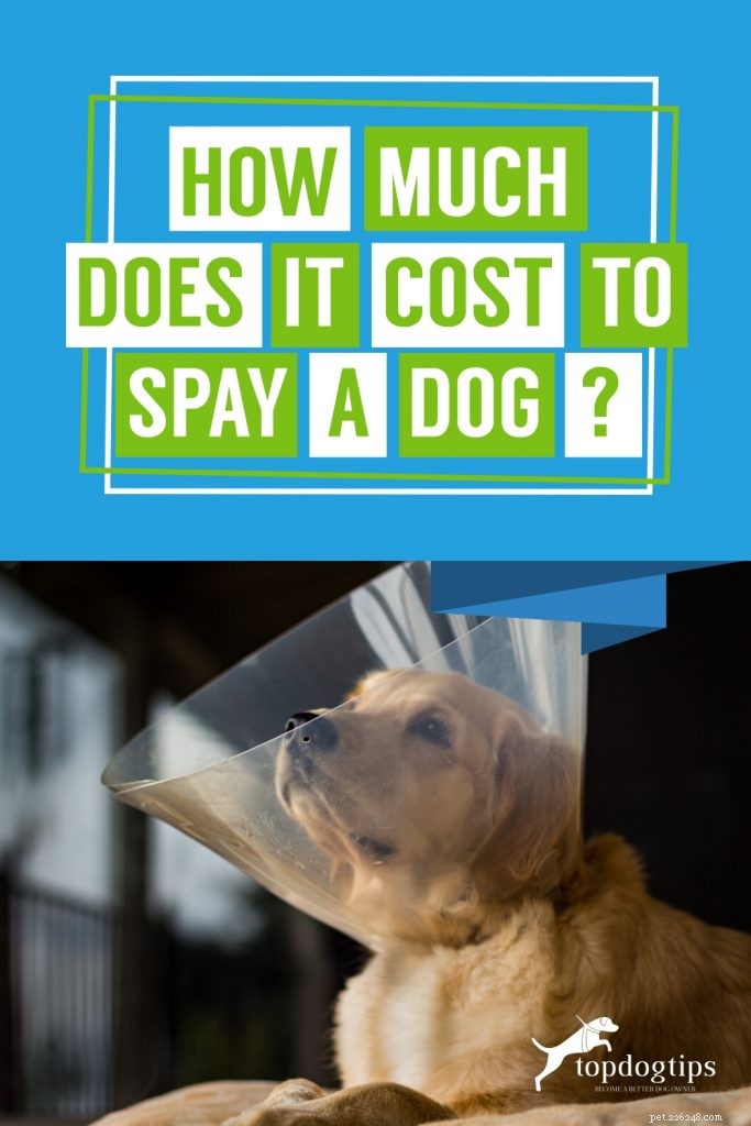 Hur mycket kostar det att sterilisera en hund?