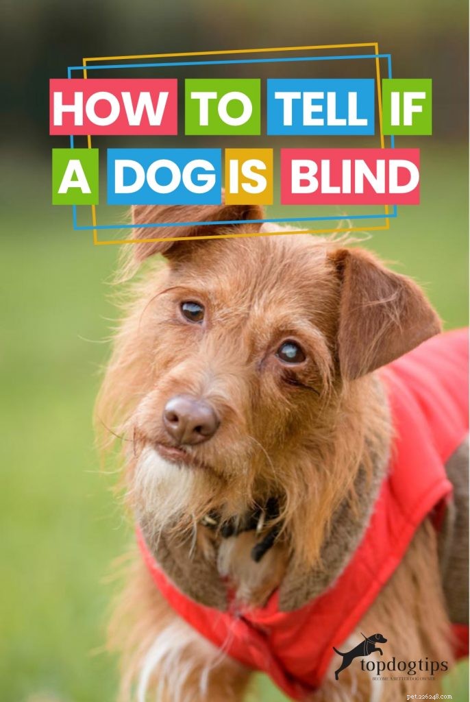 Hoe weet je of een hond blind is