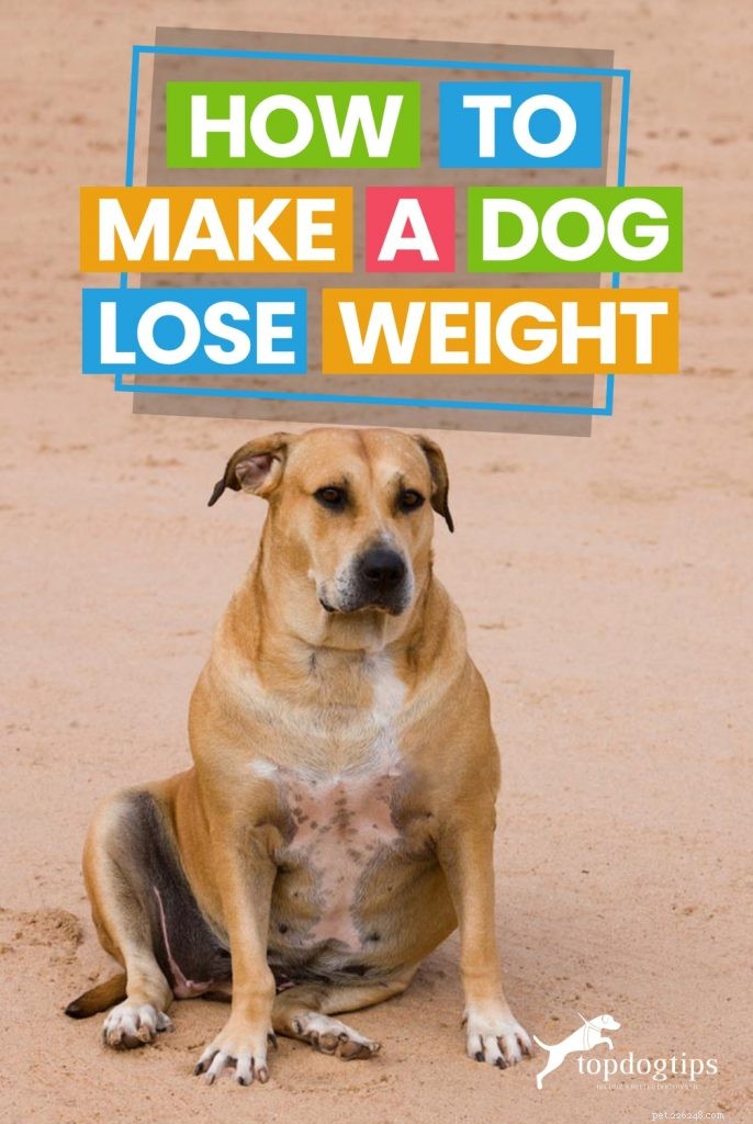 犬の体重を減らす方法 