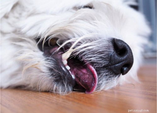 Races de chiens les plus courantes sujettes aux convulsions