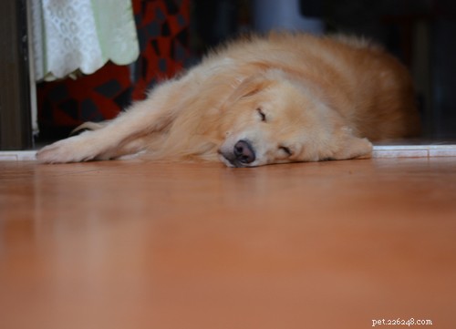 Meest voorkomende hondenrassen die vatbaar zijn voor epileptische aanvallen