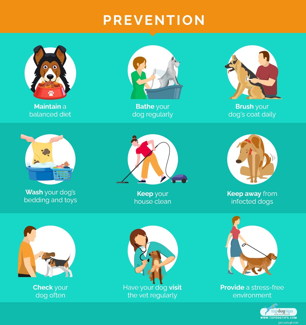 9 běžných kožních problémů u psů (jak jim předcházet a jak je léčit)