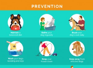 9 běžných kožních problémů u psů (jak jim předcházet a jak je léčit)