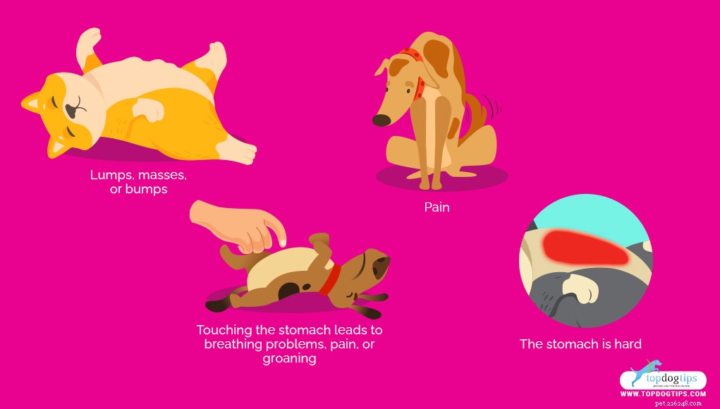4 razões pelas quais o estômago do seu cão é duro e o que fazer