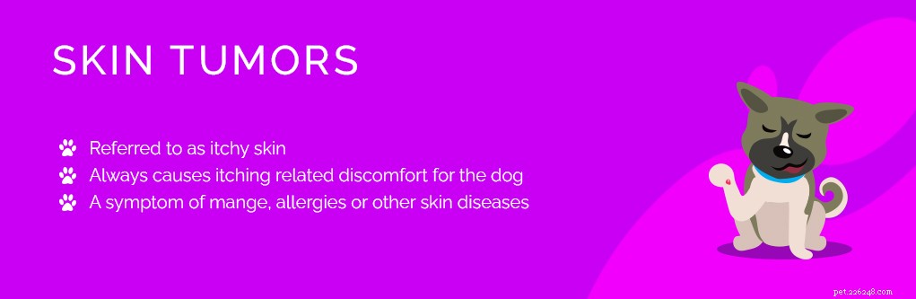 9 problèmes de peau courants chez les chiens (comment les prévenir et les traiter)