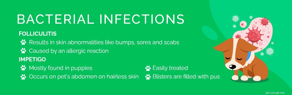 개의 일반적인 피부 문제 9가지(예방 및 치료 방법)