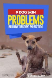 9 problemi cutanei comuni nei cani (come prevenirli e curarli)