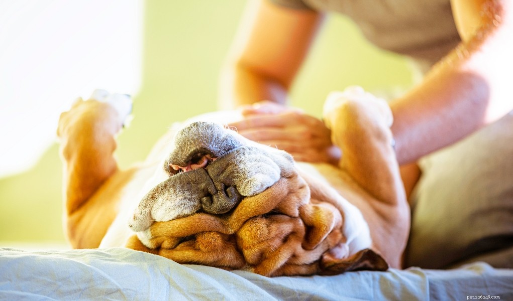 Domácí léčba na nafouklý žaludek u psů