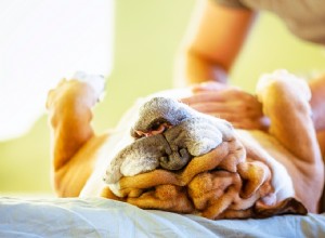 Domácí léčba na nafouklý žaludek u psů