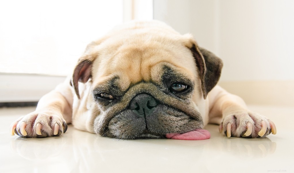 Huismiddeltjes tegen opgeblazen maag bij honden