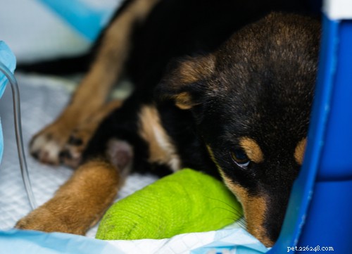 Как собаки заражаются парвовирусом и как его предотвратить