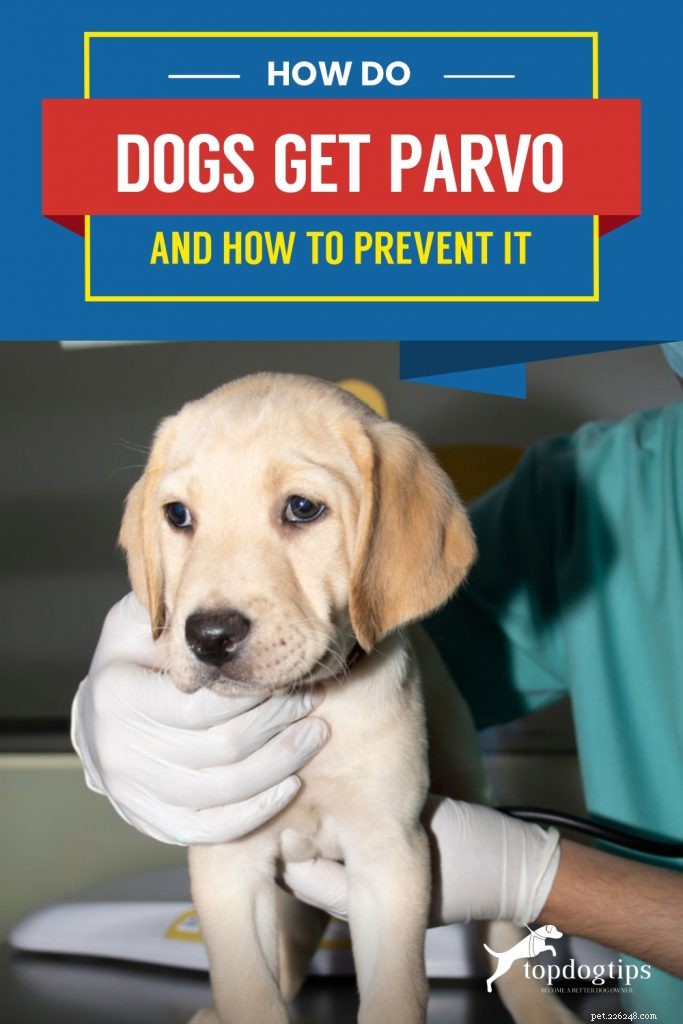 Come ottengono Parvo i cani e come prevenirlo