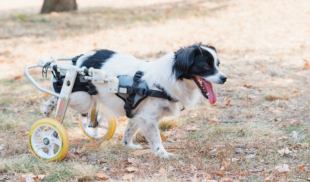 Hoe maak je een hondenrolstoel:een doe-het-zelfgids