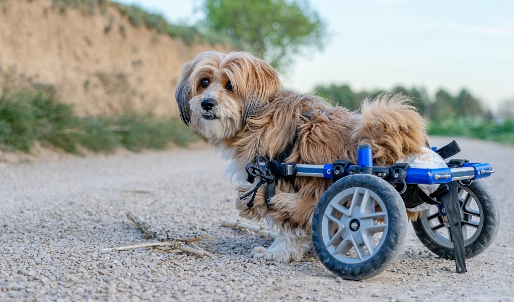 Comment fabriquer un fauteuil roulant pour chien :un guide de bricolage