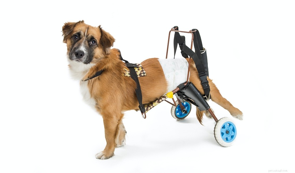 Come realizzare una sedia a rotelle per cani:una guida fai-da-te