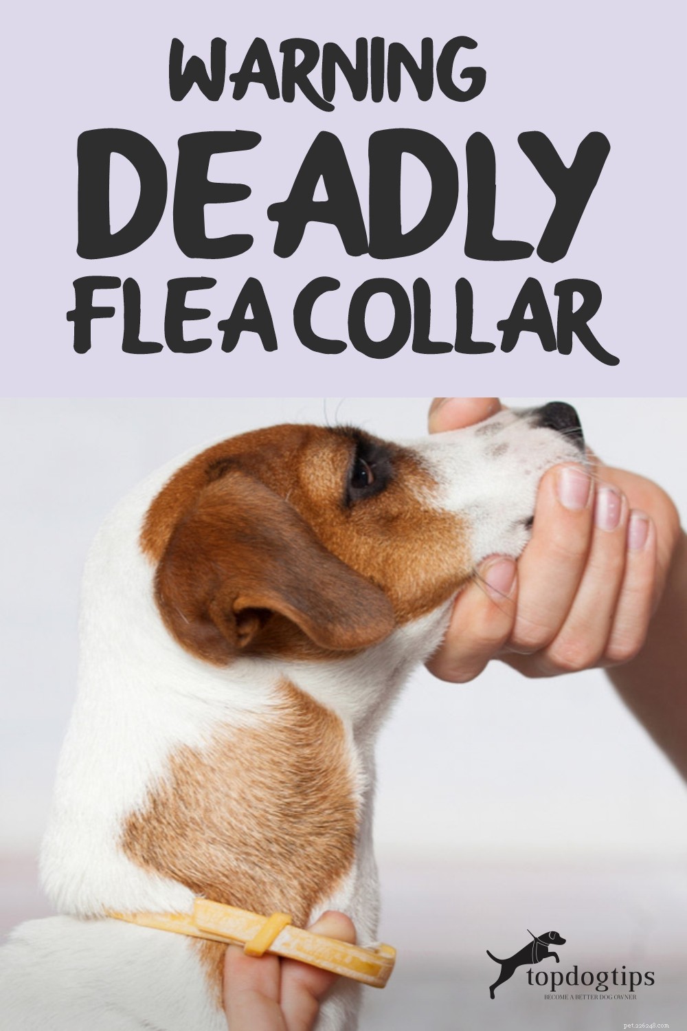 VARNING! Deadly Flea Collar