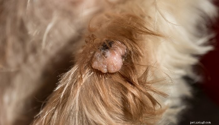 犬の皮膚タグ：犬を予防および除去する方法 