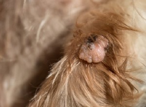 개 피부 태그:예방 및 제거 방법