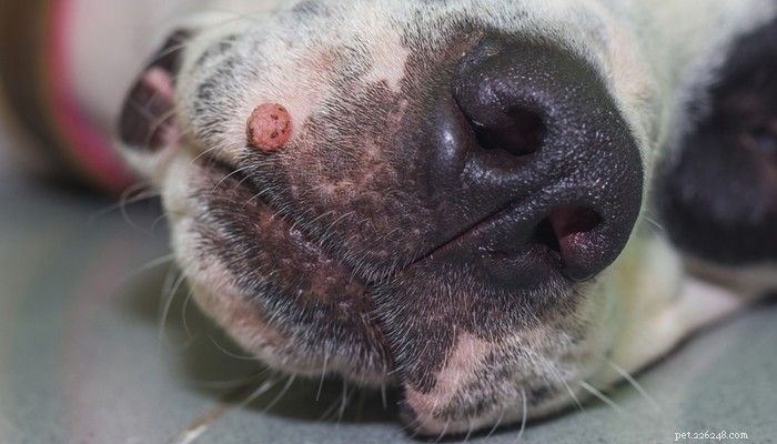 Etiquetas de pele em cães:como preveni-las e removê-las