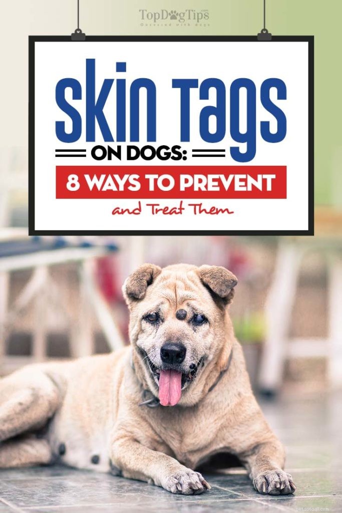 Etiquetas de pele em cães:como preveni-las e removê-las