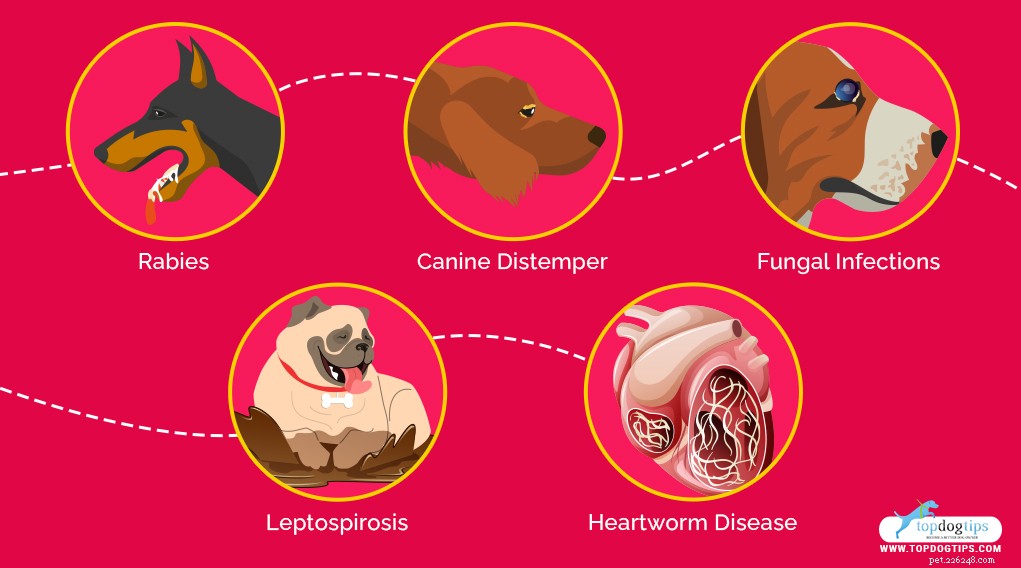 11最も致命的な犬の病気 