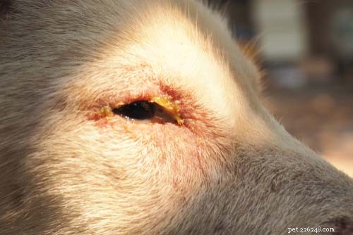 11 maladies canines les plus mortelles