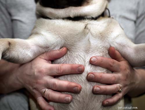 11 mest dödliga hundsjukdomar