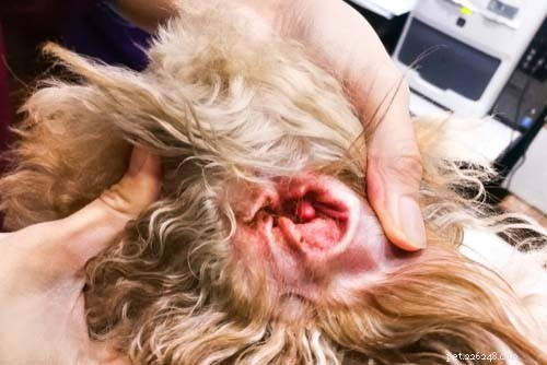 6 problemi più comuni all orecchio del cane