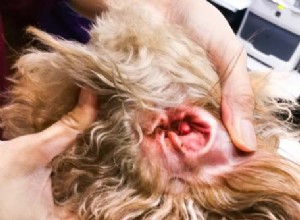 6最も一般的な犬の耳の問題 