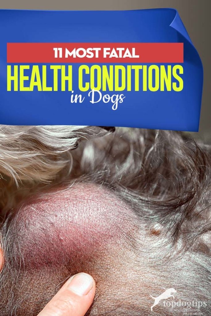 11 mest dödliga hundsjukdomar