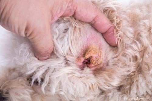 6 nejčastějších problémů s ušima psů