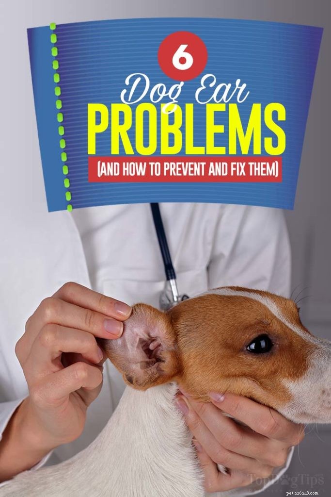 6 meest voorkomende oorproblemen bij honden
