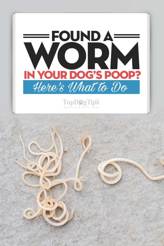 4 tipos comuns de vermes no cocô de cachorro