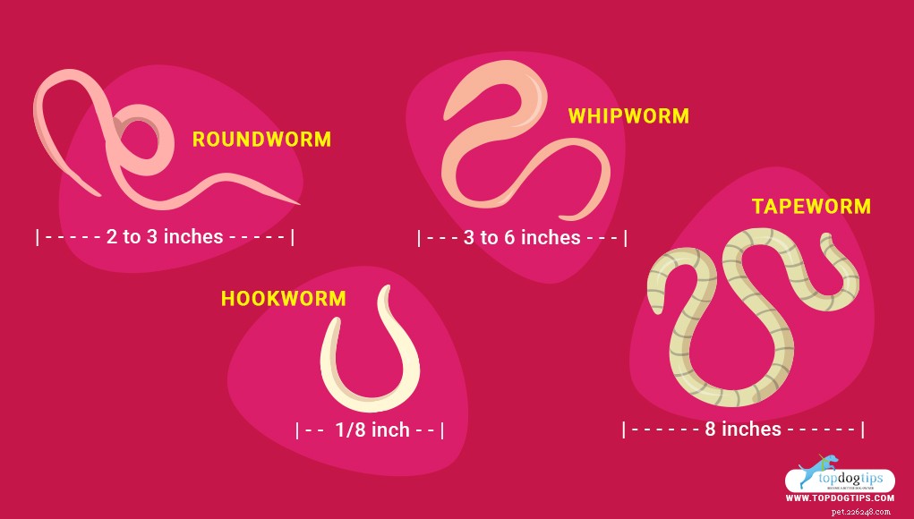 4 tipi comuni di vermi nella cacca di cane