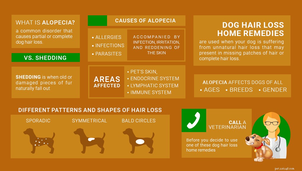 Remèdes maison contre la perte de poils chez le chien