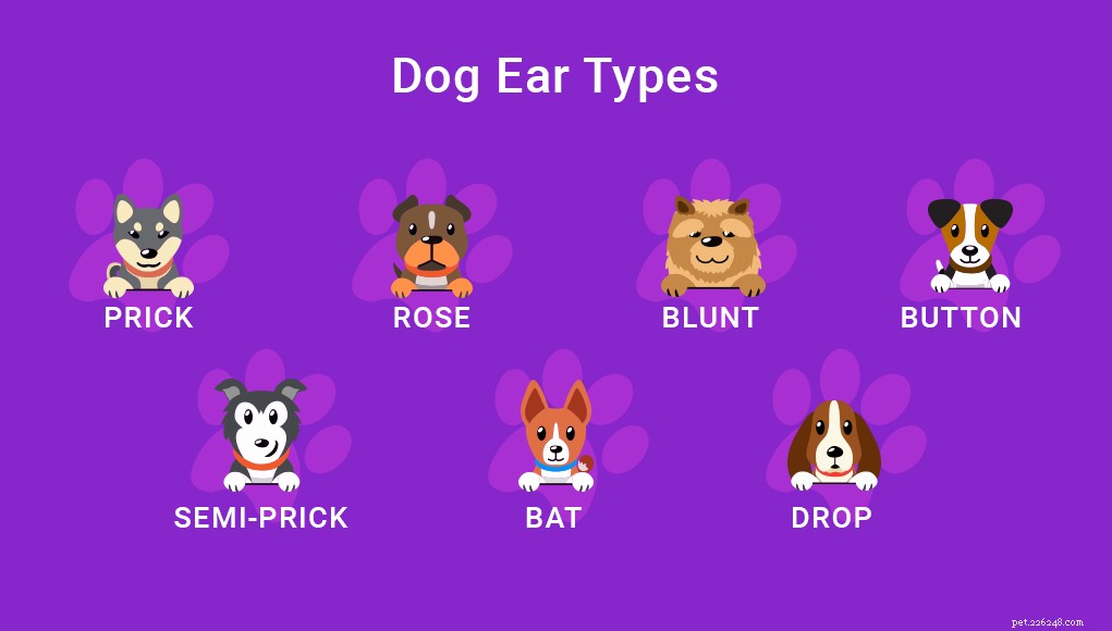 犬の耳：あなたが知る必要があるすべて 