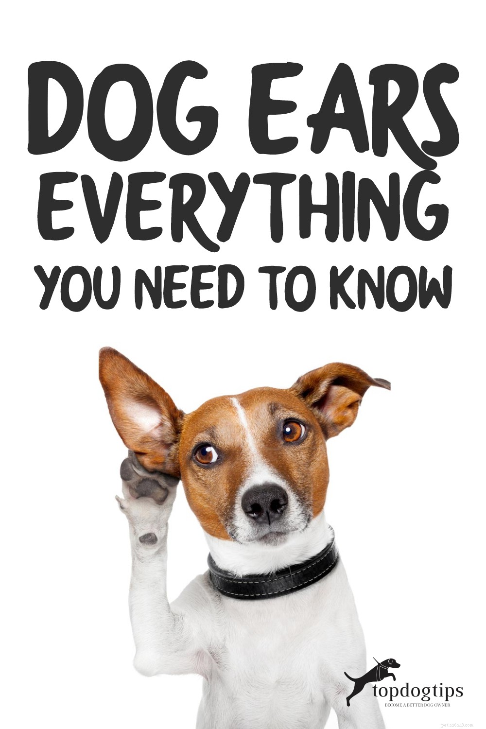 Hondenoren:alles wat u moet weten