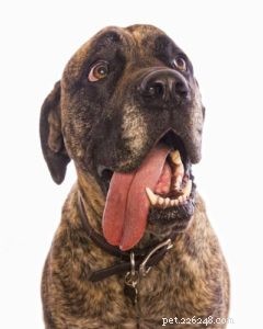 3 types de problèmes respiratoires chez le chien et que faire