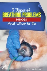 3 types de problèmes respiratoires chez le chien et que faire