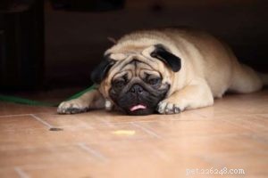 3 soorten ademhalingsproblemen bij honden en wat te doen