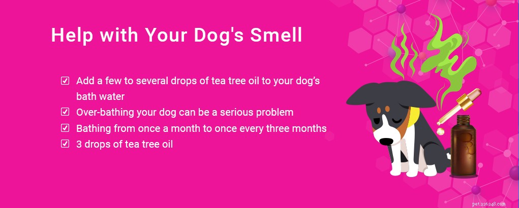 Tea Tree Oil for Dogs:Fördelar och användningsområden med stöd av vetenskapen