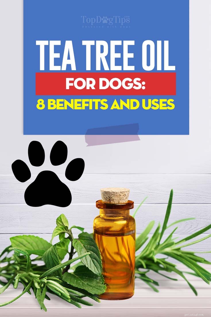 Tea Tree Oil voor honden:voordelen en toepassingen ondersteund door de wetenschap