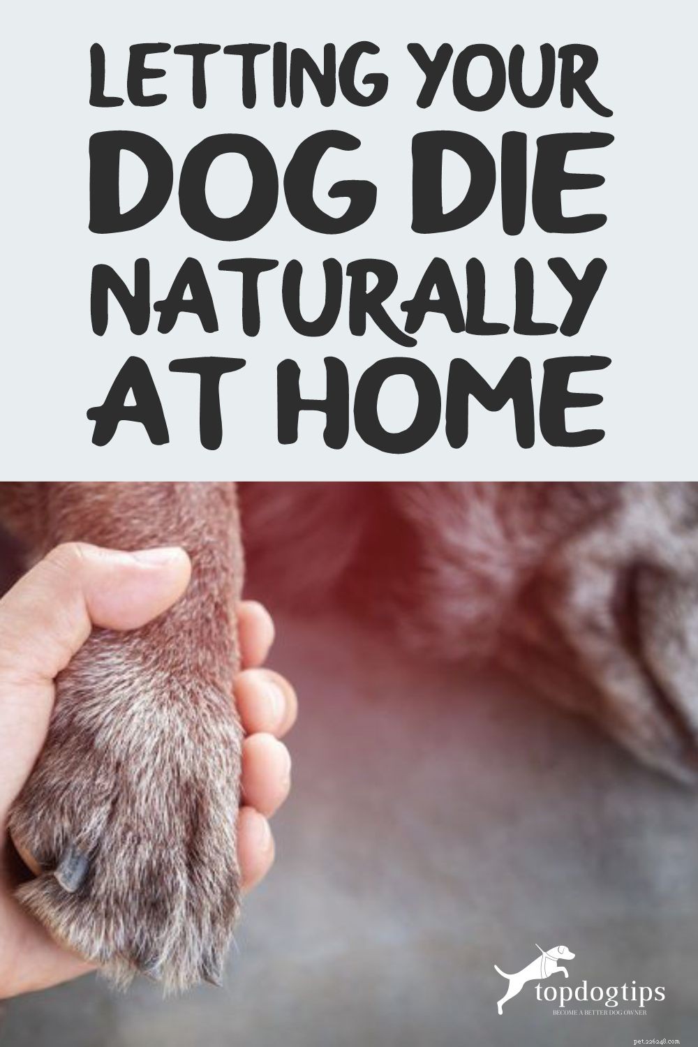 집에서 개가 자연스럽게 죽도록 내버려 두십시오
