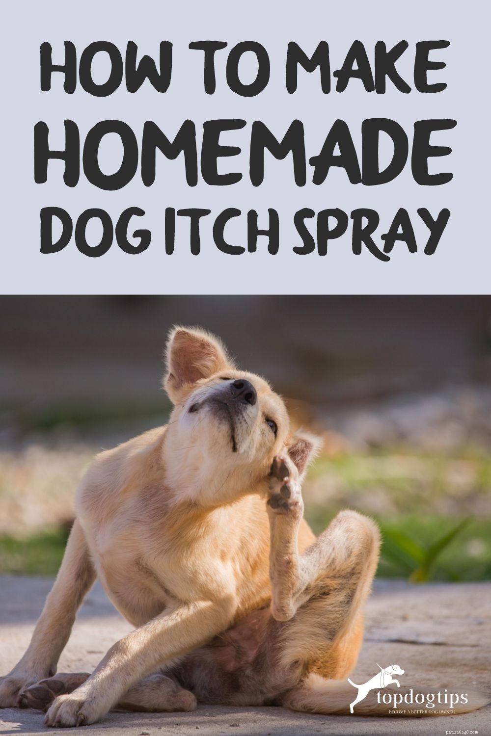 Comment faire un spray maison contre les démangeaisons du chien