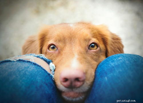 Natuurlijke remedies voor roze ogen bij honden