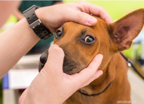 Remèdes naturels pour les yeux roses chez les chiens