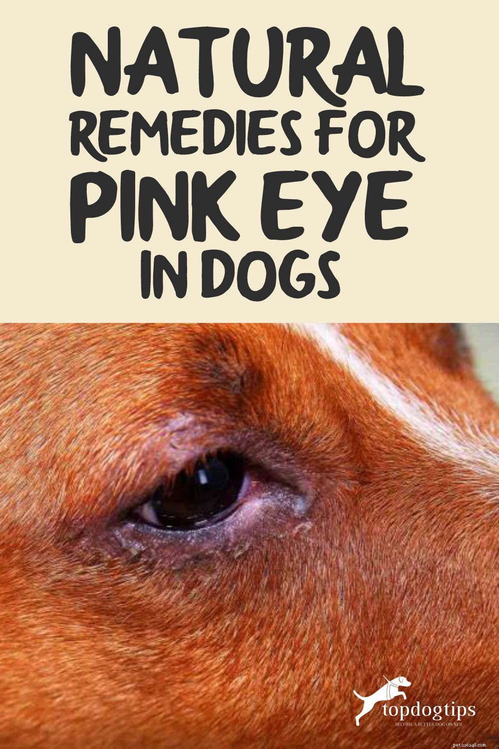 犬のピンクアイの自然療法 